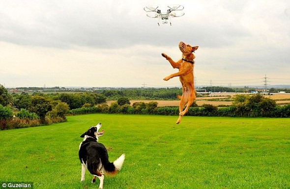 9.10.15-Drones-for-Hyperactive-Dogs1-590x385